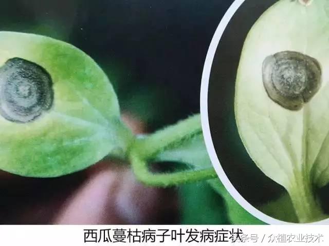 西瓜茎杆裂流红水什么病,西瓜蔓枯病和疫病有什么区别