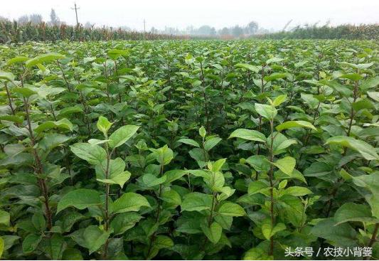 扦插嫁接生根育苗最新技术,扦插果树生根最快方法