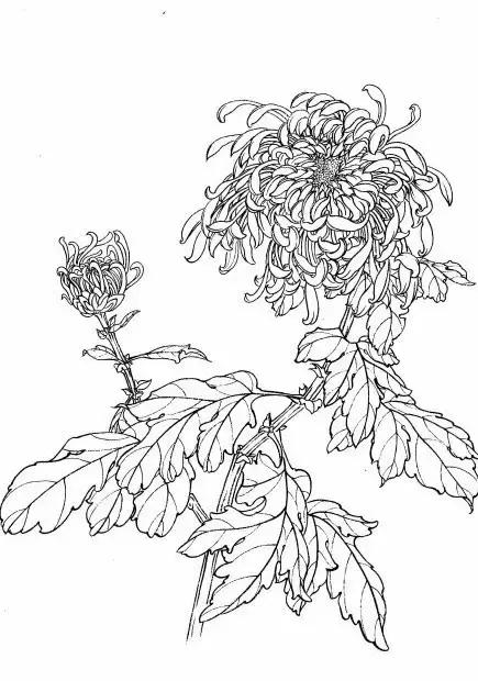 入门白描花卉菊花视频,白描菊花国画如何上色