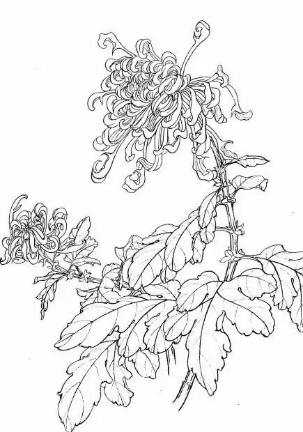 入门白描花卉菊花视频,白描菊花国画如何上色