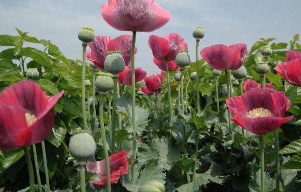 动物药人吃会怎么样,动物药对人体有害么