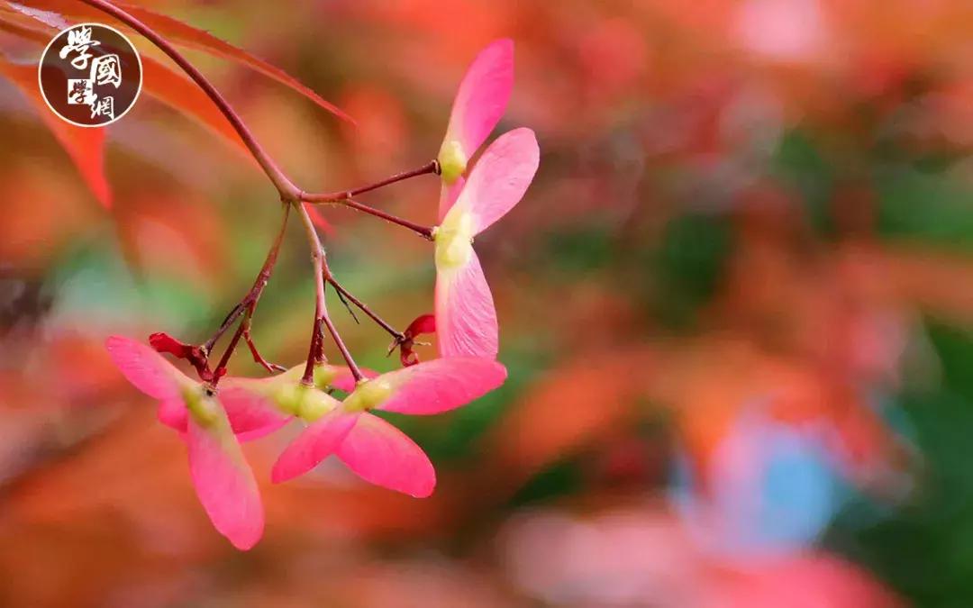 春分是踏青的好时节哪种花卉绽放,春分是深春吗