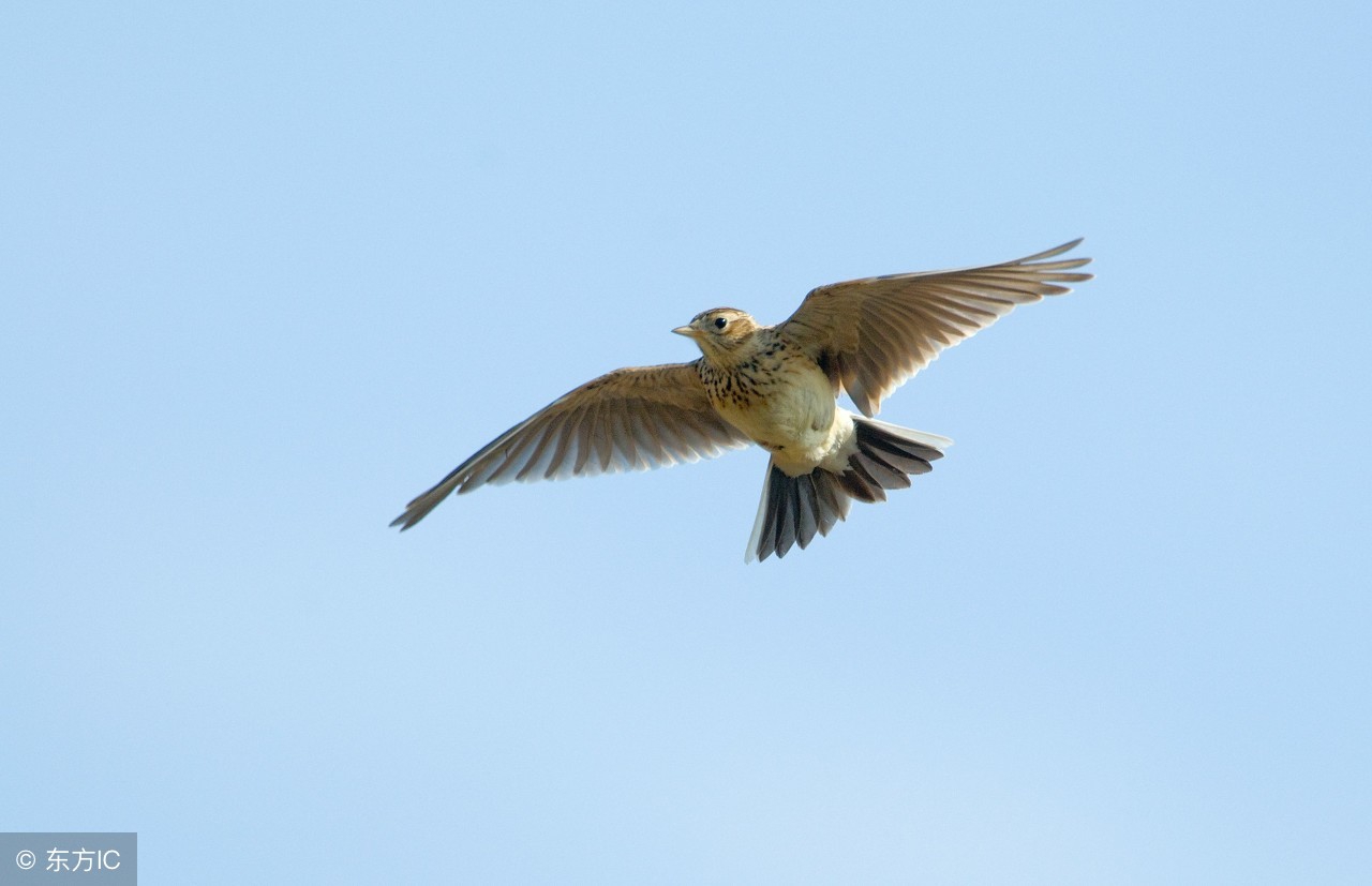 百灵鸟雏鸟的最佳挑选方法,百灵鸟雏鸟怎么样才不怕人