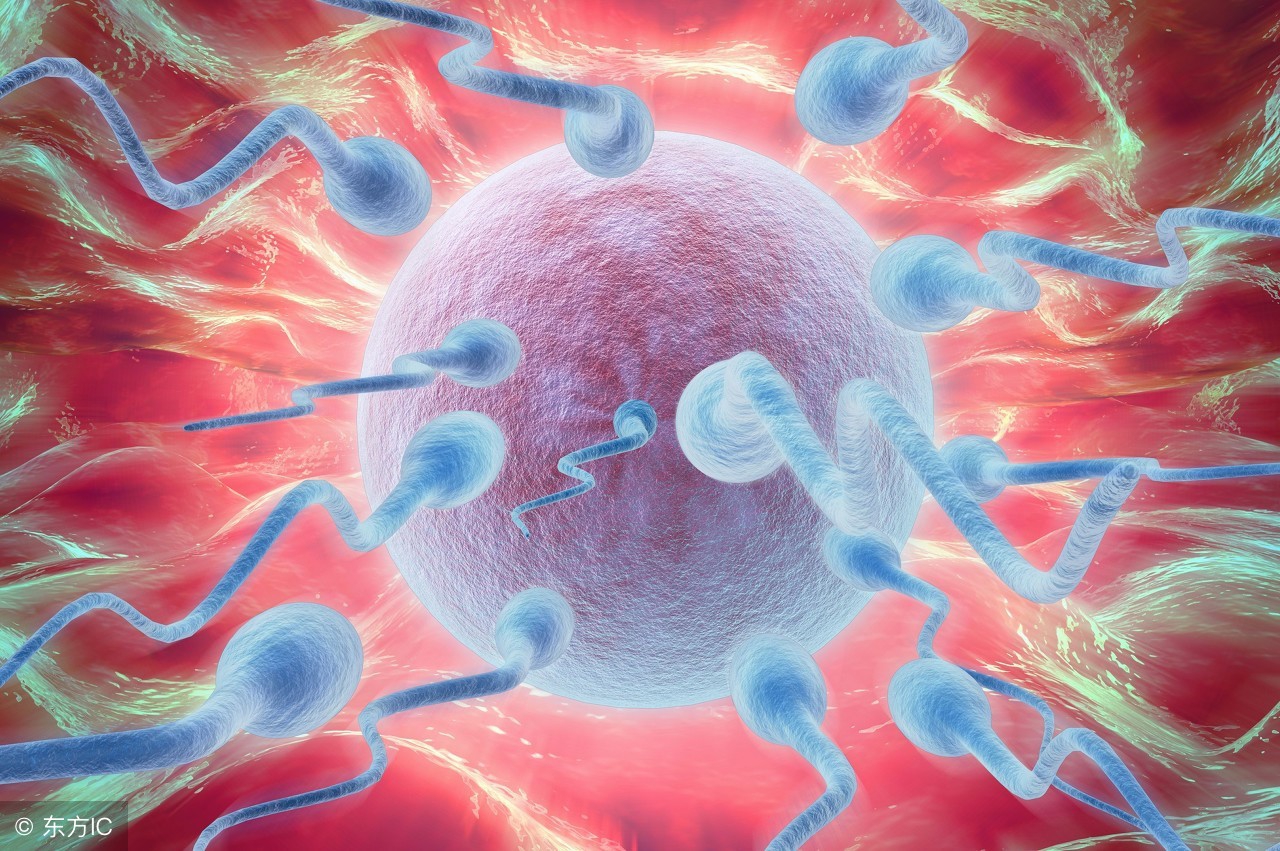 备孕妈妈必看卵巢的调理,备孕必知卵子在体内存活多久