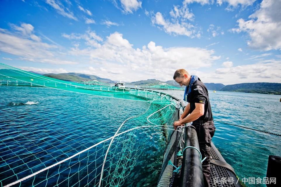 京东淡水三文鱼,京东生鲜智利三文鱼段