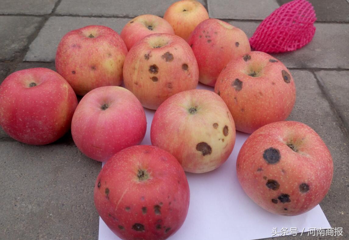 女子买了一箱苹果空纸箱,女子购买一箱苹果空纸箱重2.7公斤