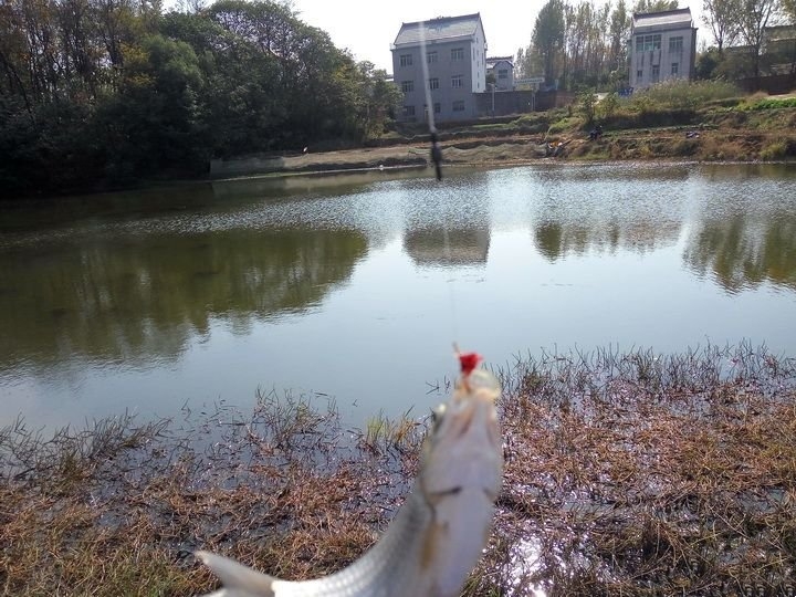 野钓雾化效果好的饵料,老钓手是如何抛竿