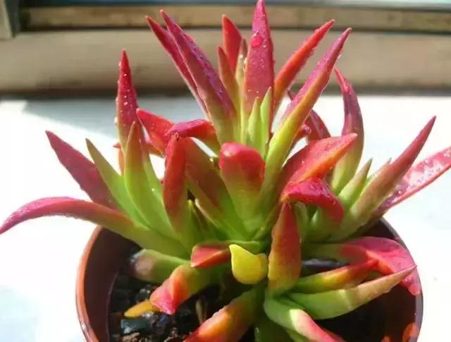 270种常见多肉图谱,270种常见多肉盆景