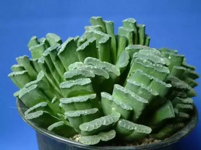 270种常见多肉图谱,270种常见多肉盆景