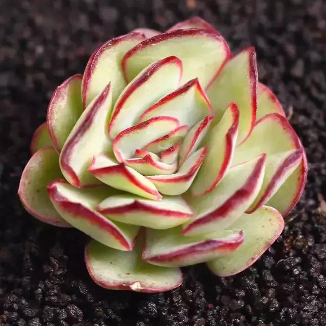 270种常见多肉图谱,270种常见多肉盆景