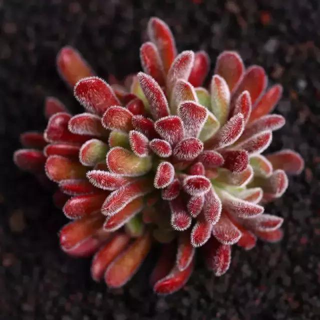 270种常见多肉图谱,270种常见多肉盆景