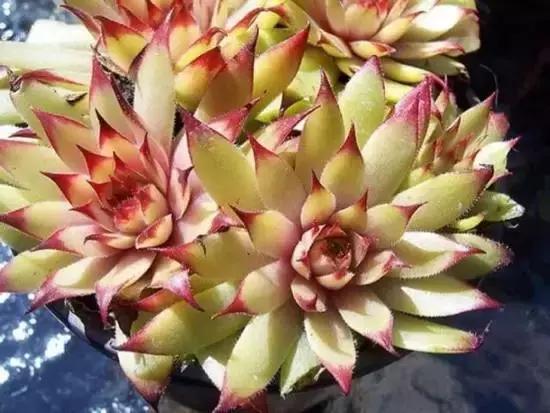 270种常见多肉图谱,270种常见多肉盆景