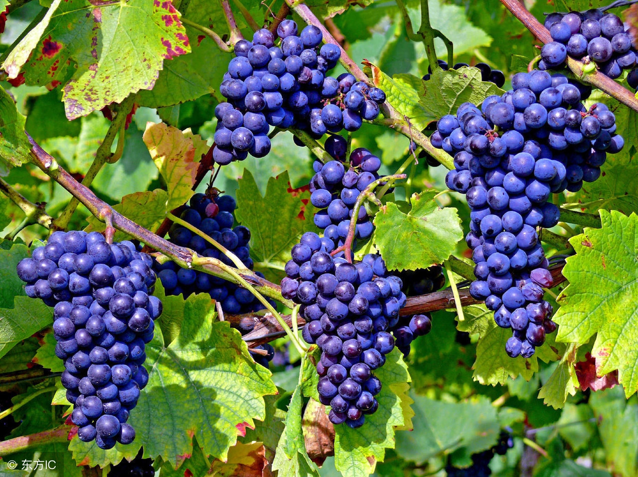 陕西商洛丹凤葡萄酒,陕西省商洛市丹凤的红葡萄酒