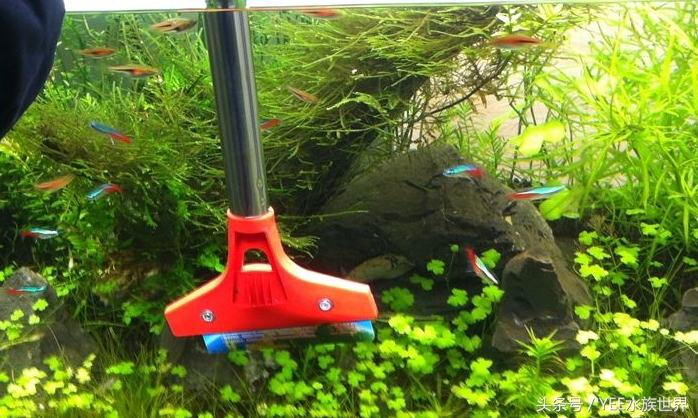 草缸哪种螺除藻最好,草缸养什么虾除藻强