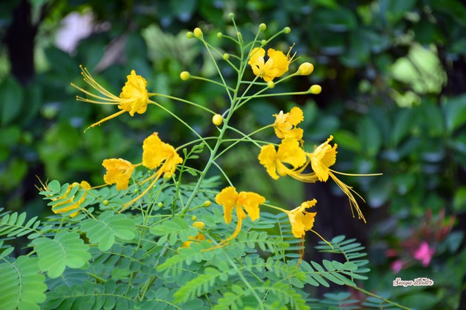 相约海之南歌曲,浪漫走天涯相约海之南