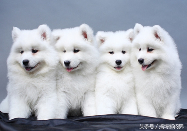 狗狗爱舔别的狗尿怎么办,狗狗总爱舔尿怎么办