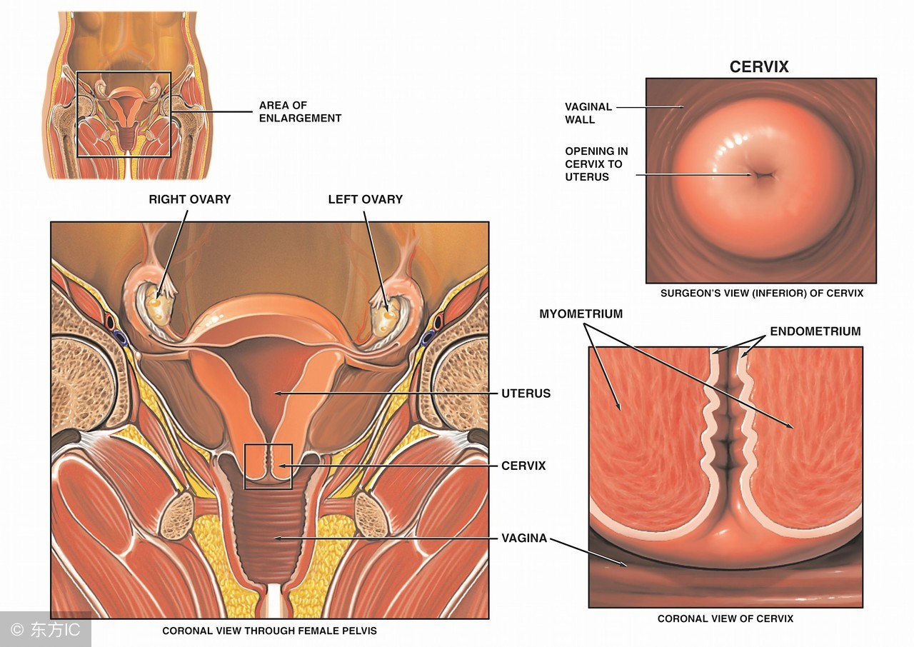 宫颈炎症状有哪些表现怎么治疗,宫颈炎是怎么引起来的有哪些症状