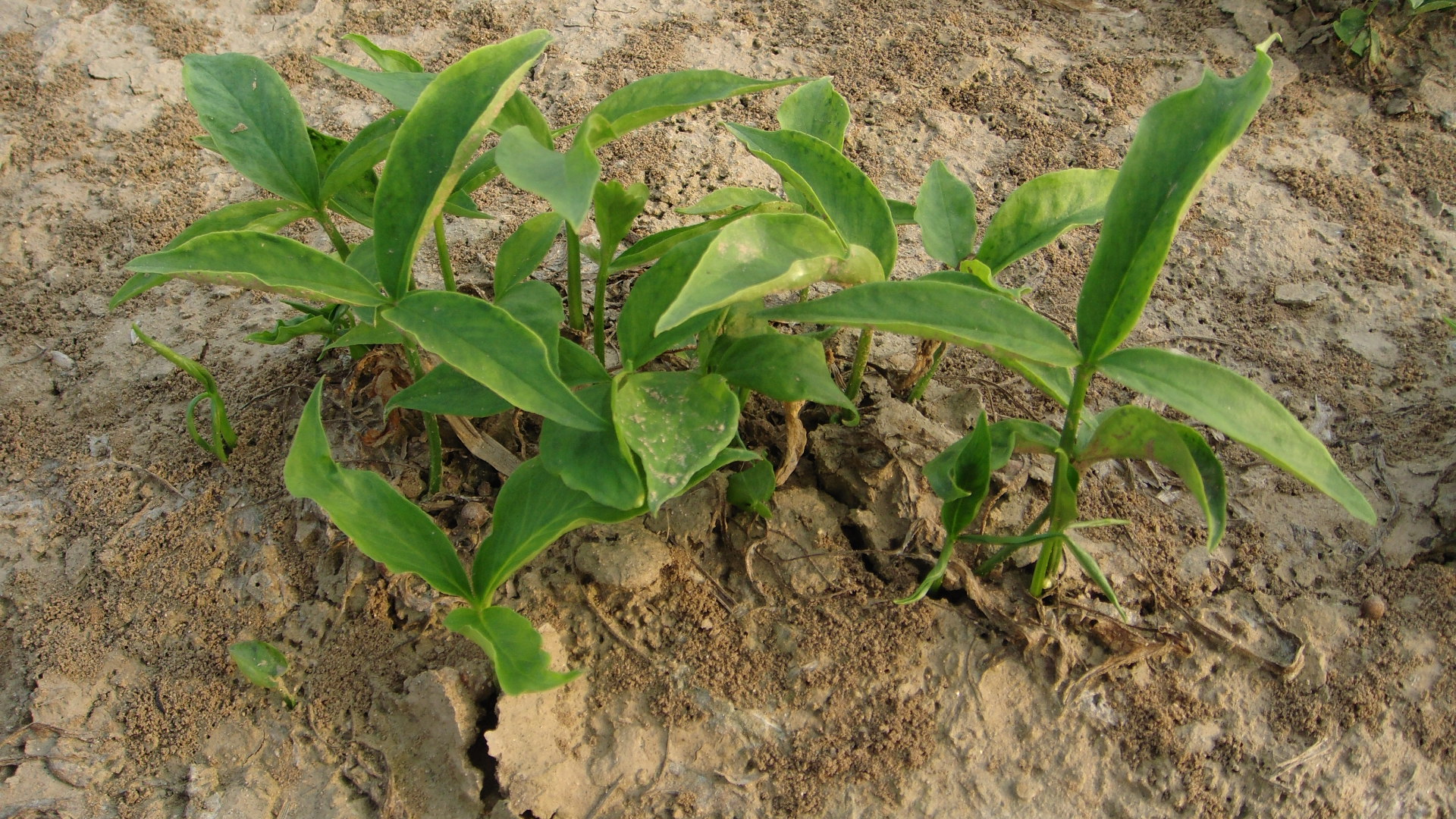 春耕购种要注意什么,春耕买农资注意什么