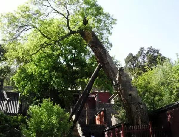 山西太原旅游攻略晋祠,太原文旅晋祠