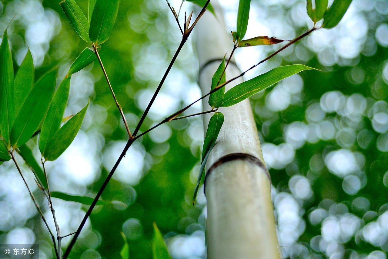 杭州竹海水韵咏竹园,竹海水韵咏竹园图片