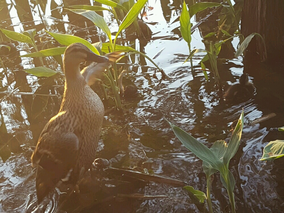 海珠湖国家湿地公园钓鱼,海珠湖国家湿地公园开放时间