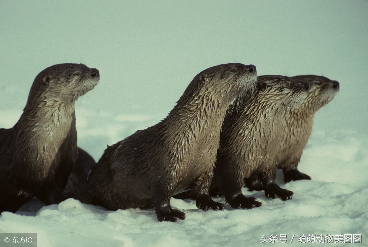 水獭与海獭哪个更可爱,萌动物科普