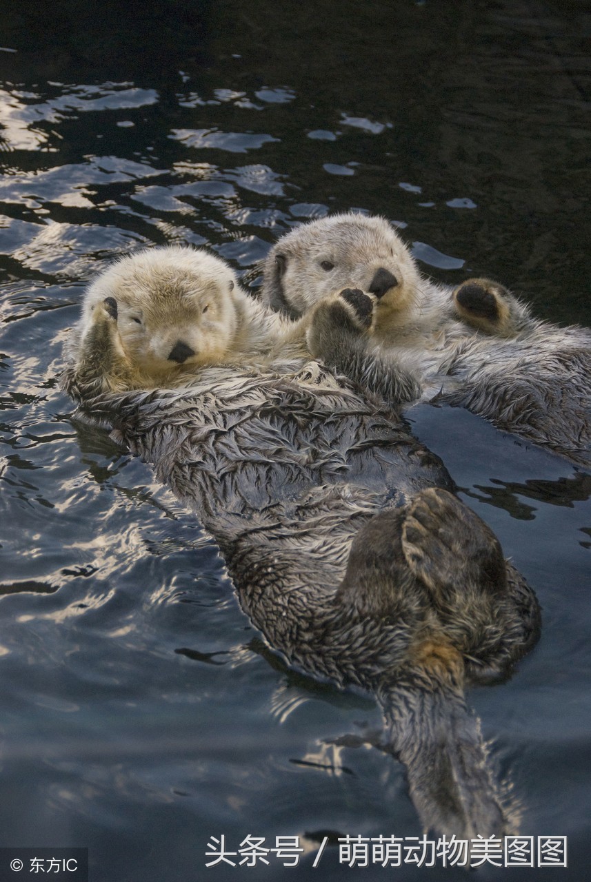 水獭与海獭哪个更可爱,萌动物科普