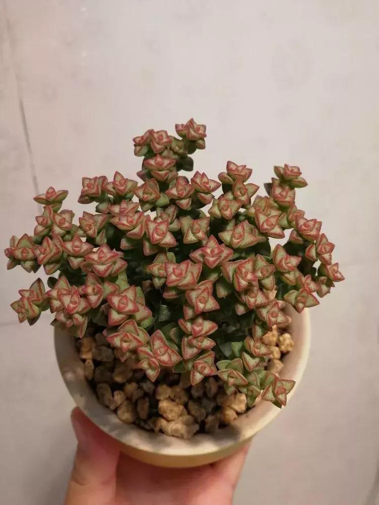 为了多肉改造阳台,疯狂的她