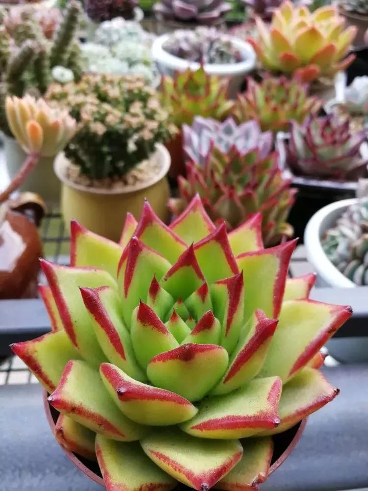 为了多肉改造阳台,疯狂的她