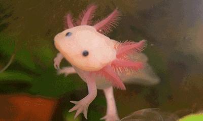 油炸六角恐龙好吃吗怎么做,六角恐龙油炸方法