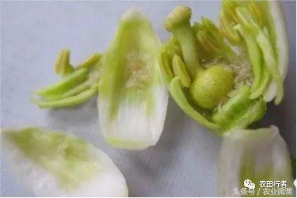 看见自家柑橘树上“飘零的花朵”，真的很忧愁啊！你有招吗