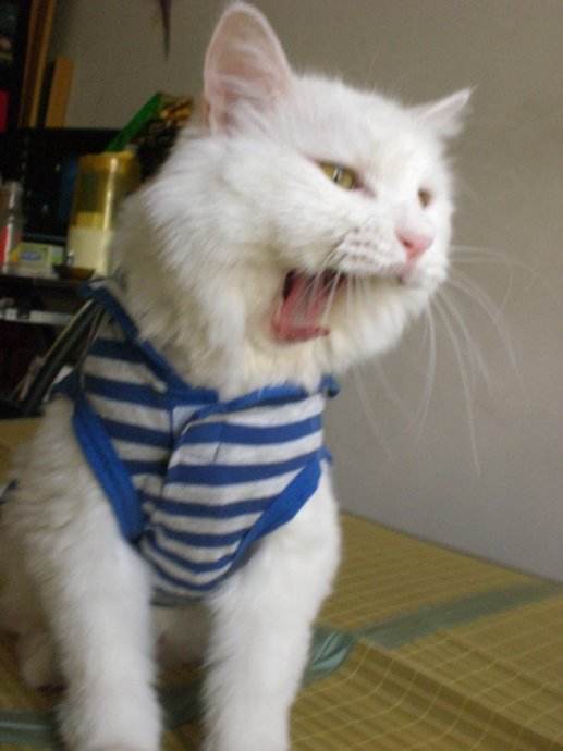 8件会惹毛猫咪的事情