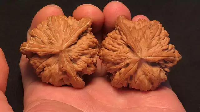 文玩核桃上油后变黄怎么办,文玩核桃上油发黑怎么处理