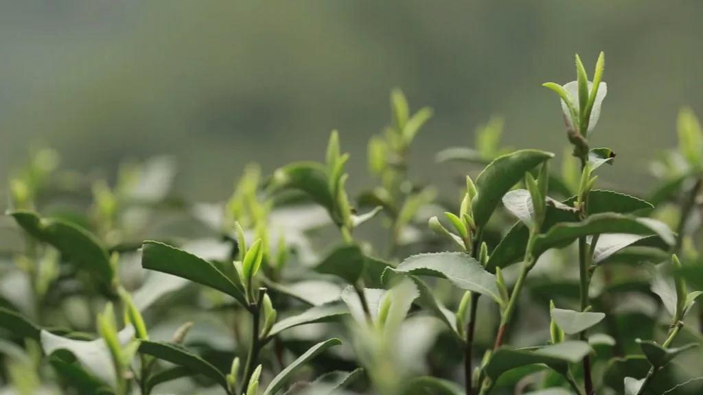 喝绿茶伤胃怎么解决,喜欢喝绿茶怕伤胃怎么办