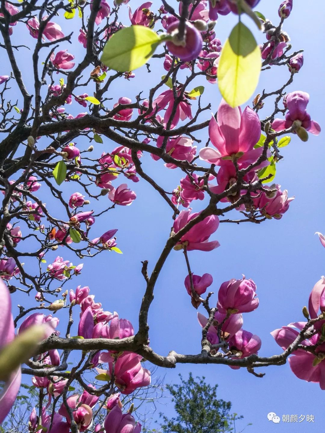 中山纪念中学100周年校庆,中山纪念中学80周年校庆