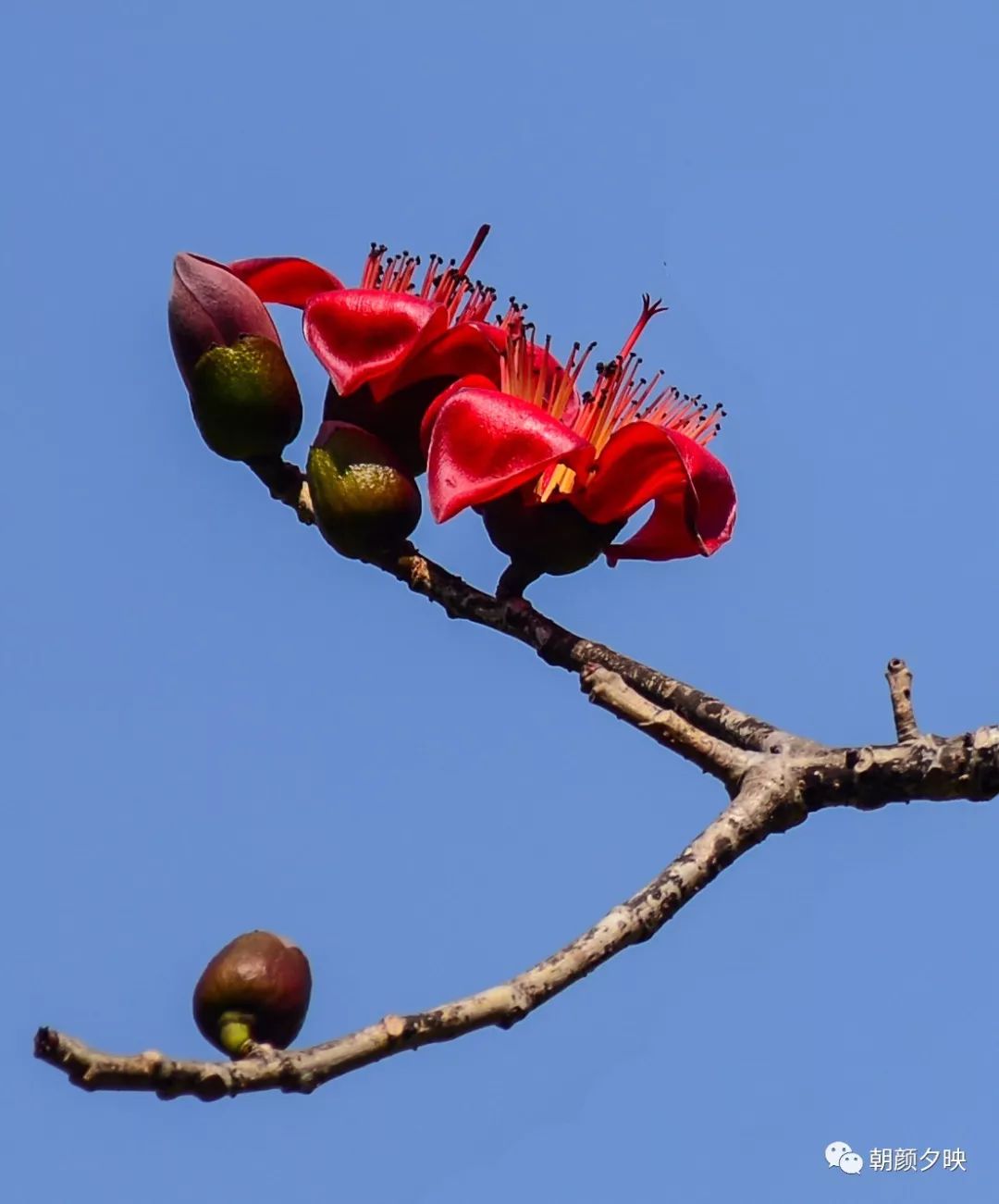 中山纪念中学100周年校庆,中山纪念中学80周年校庆