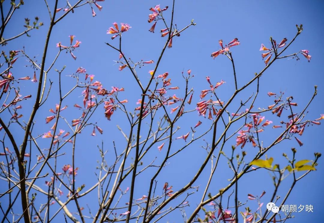 中山纪念中学100周年校庆,中山纪念中学80周年校庆