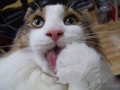 8件会惹毛猫咪的事情