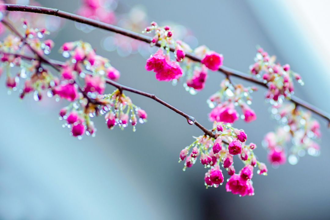 带你去流溪湾丰华园赏樱花,走啊我带你去看樱花的文案