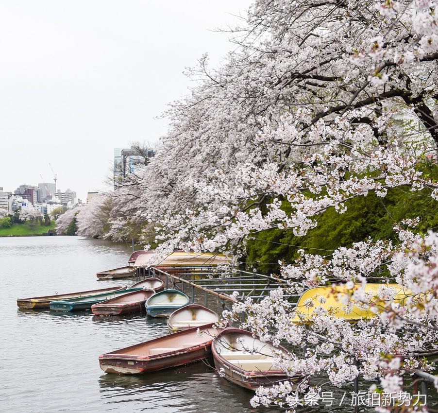 日本赏樱规划樱花行程的必备攻略,2020日本樱花季东京赏樱最强攻略