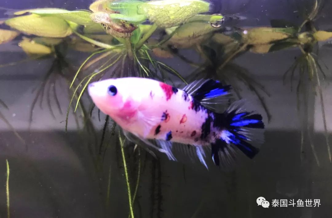 泰国斗鱼洗色需要多久,泰国斗鱼洗色跟环境有关吗