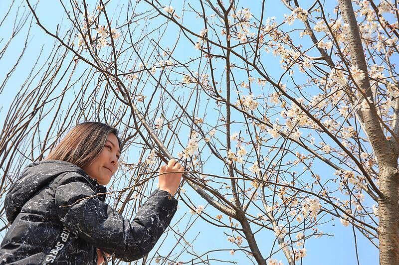 朝花三月樱满京城北京最大樱花园落户蓝调庄园