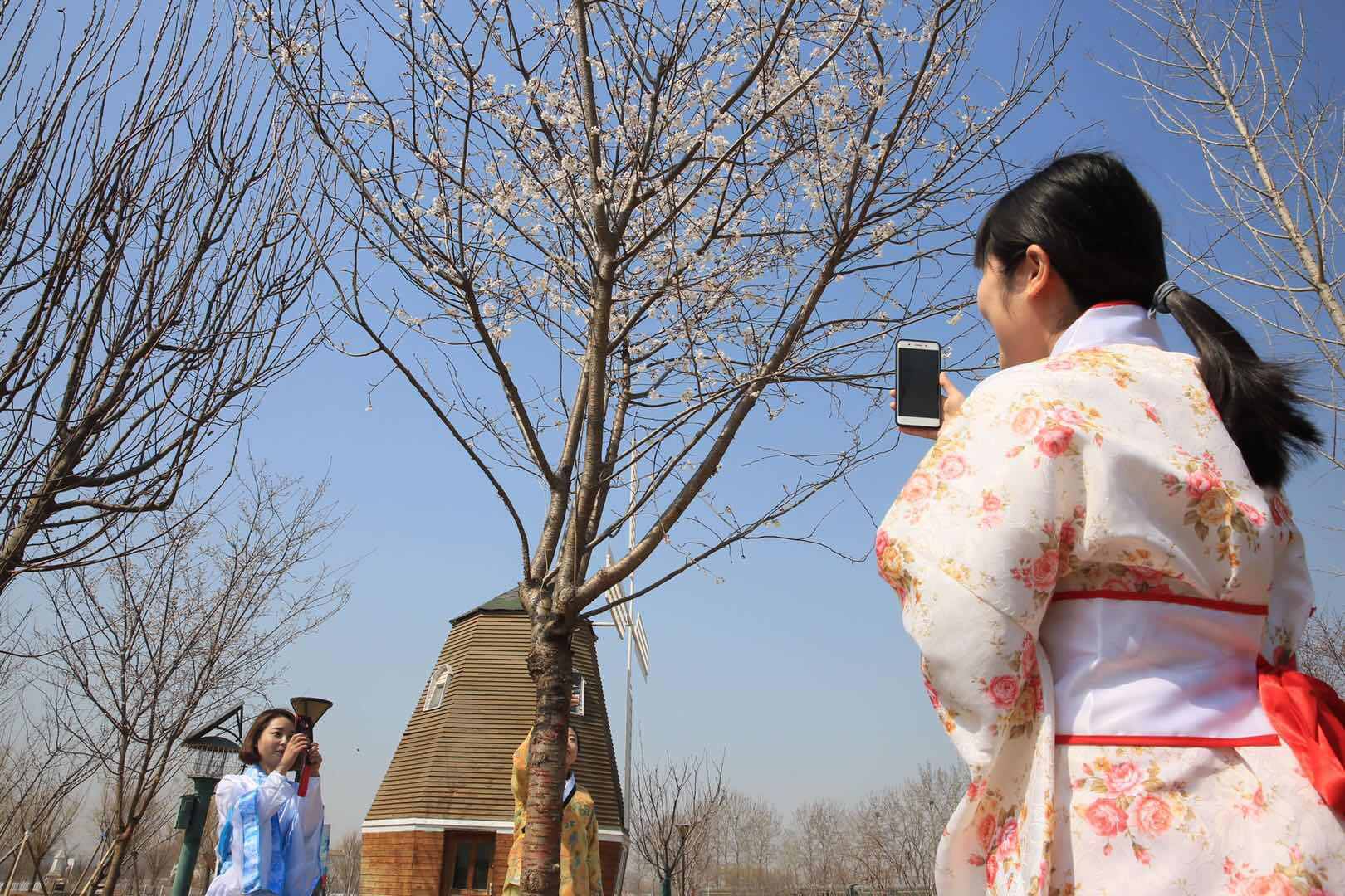 朝花三月樱满京城北京最大樱花园落户蓝调庄园