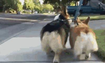 怎么养好柯基呀视频教程,怎么养柯基犬才比较好