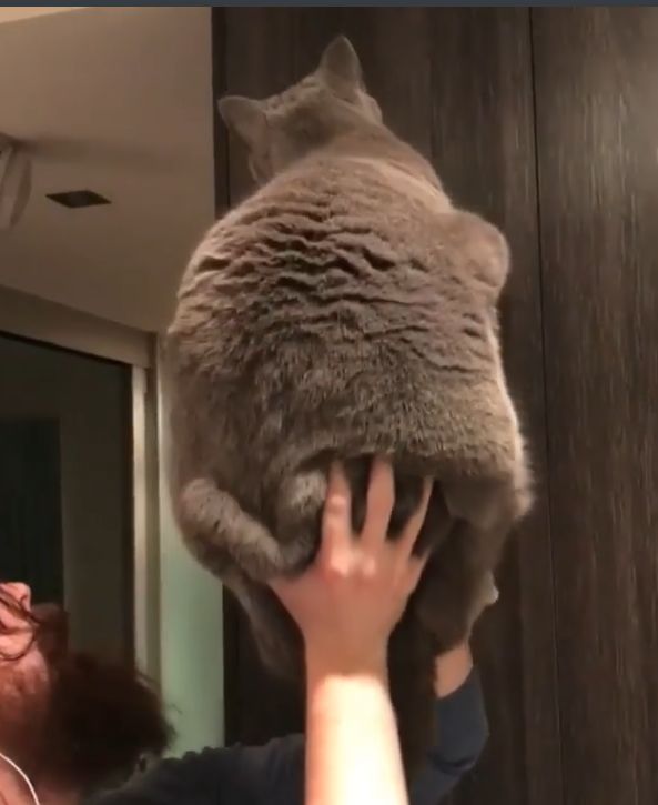 家里爬出虫子猫去抓吓到女主人,家里进大昆虫人类真实反应