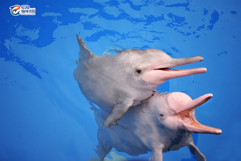 珠海横琴长隆海洋王国套票,珠海横琴长隆海洋王国春节