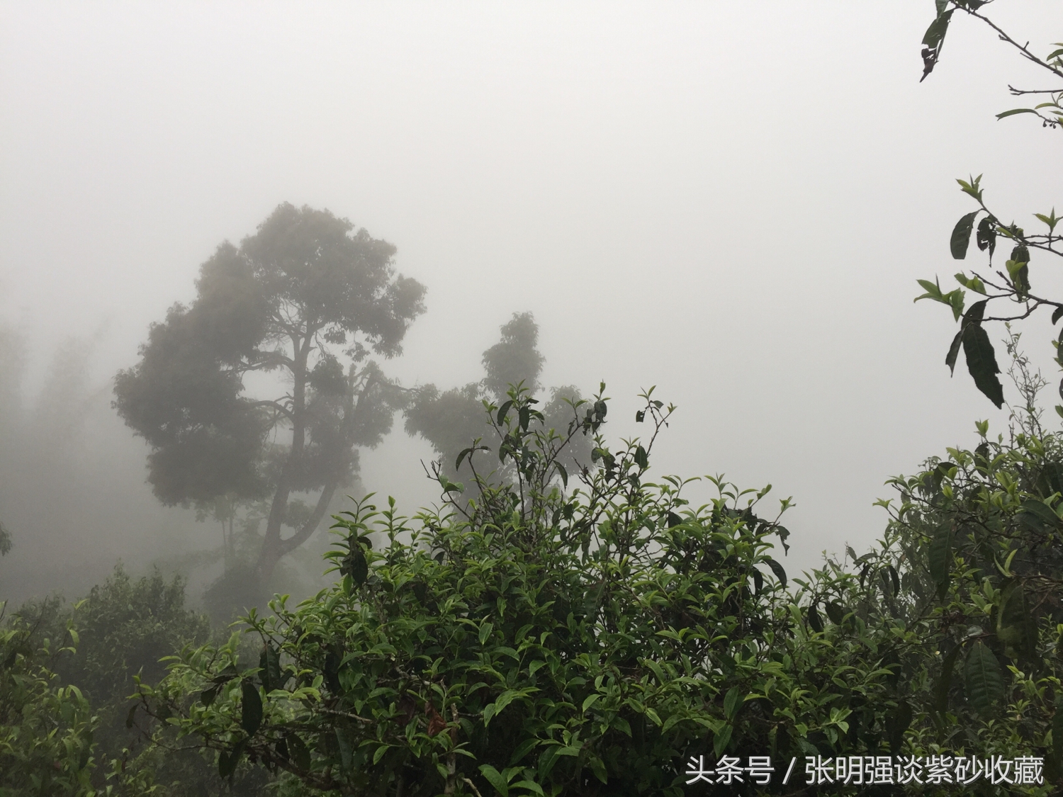 茶叶有农药残留吗,茶叶有重金属多少为超标