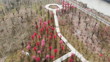 雅安桃花岛桃花开了没有,雅安桃花岛景区