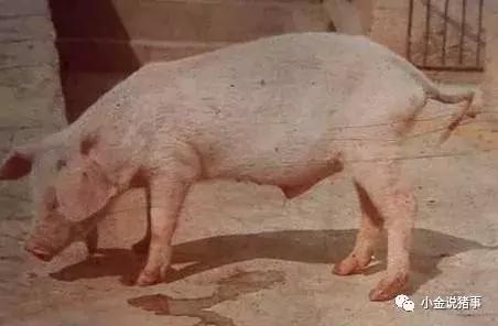 用蛋清治疗僵猪视频,僵猪注射蛋清