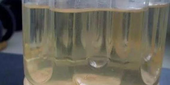 隔壁老奶奶养绿萝，都爬到我家来了！她告诉我绿萝要这么养！